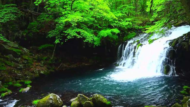 两会好声音丨蒋珍凤:规范统一品种 推动湘米出湘